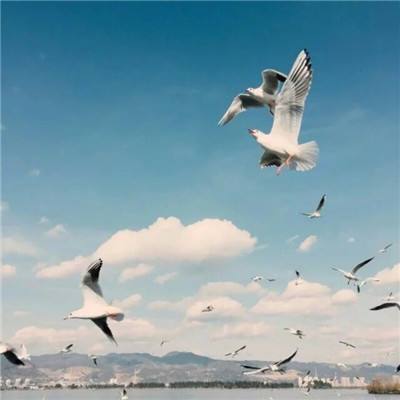 百人牛牛游戏app下载截图